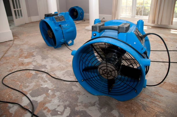 Best Mold removal after water damage  in Kirksville, MO